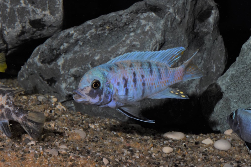 Maylandia zebra 'Chizumulu Island'